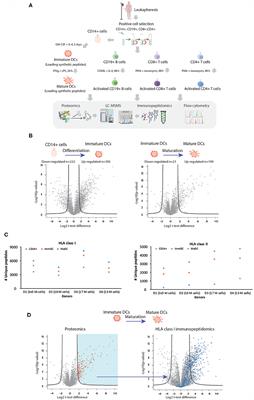 Biogenesis of HLA Ligand Presentation in Immune Cells Upon Activation Reveals Changes in Peptide Length Preference